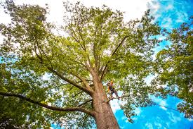 Best Tree Risk Assessment  in Olympia Fields, IL