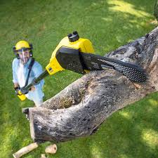 Best Hazardous Tree Removal  in Olympia Fields, IL