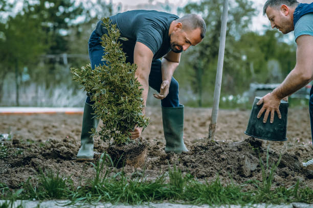 Best Tree Preservation Services  in Olympia Fields, IL