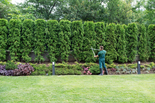 Best Tree Maintenance Programs  in Olympia Fields, IL