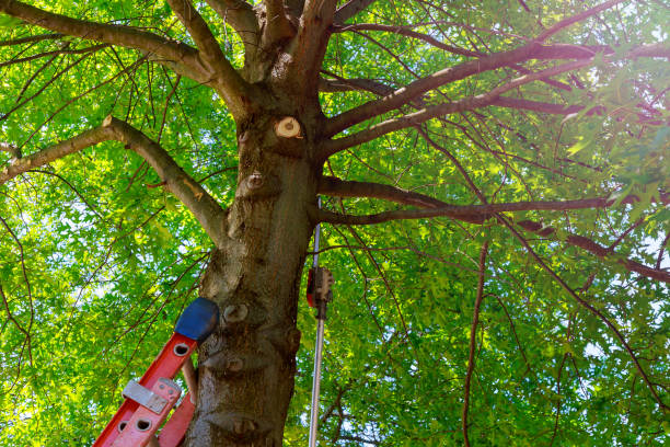 Best Palm Tree Trimming  in Olympia Fields, IL
